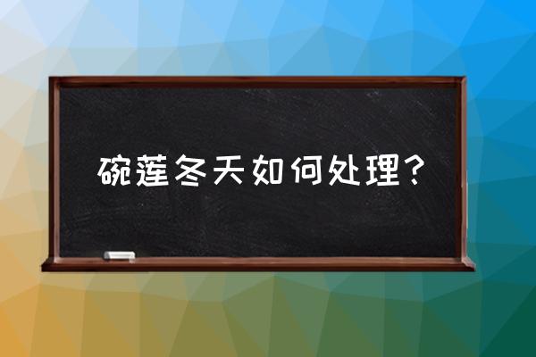 花卉碗莲怎么过冬 碗莲冬天如何处理？