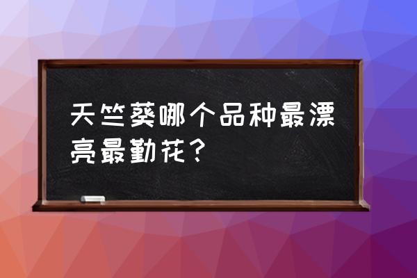 花卉纹豆是什么意思 天竺葵哪个品种最漂亮最勤花？