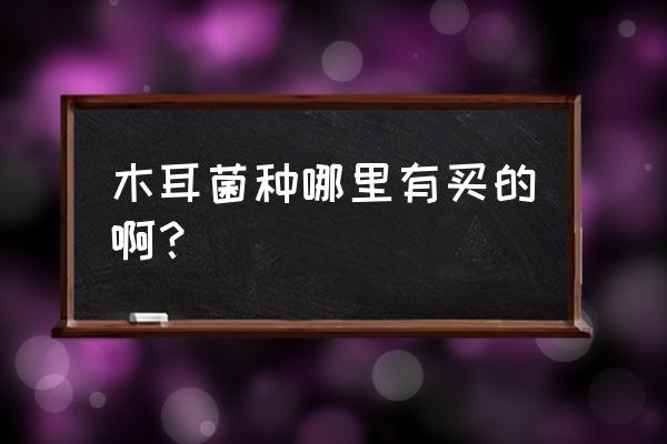 哪里批发黑木耳菌棒便宜 木耳菌种哪里有买的啊？