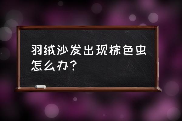 怎样清除沙发螨虫 羽绒沙发出现棕色虫怎么办？