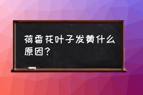 荷香什么时间播种最好 荷香花叶子发黄什么原因？