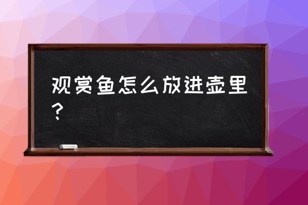 原神观赏鱼怎么放置 观赏鱼怎么放进壶里？