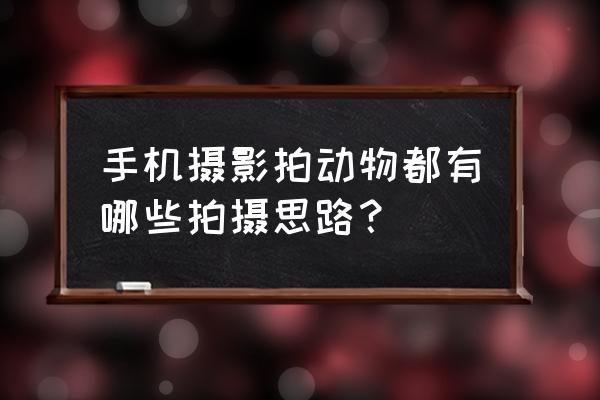 动物摄影图片的技巧 手机摄影拍动物都有哪些拍摄思路？