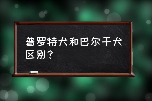 巴尔干自驾游注意什么 普罗特犬和巴尔干犬区别？