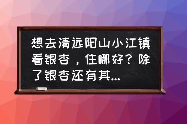 到清远一日游最佳地方 想去清远阳山小江镇看银杏，住哪好？除了银杏还有其他玩的吗？有什么当地美食推荐？