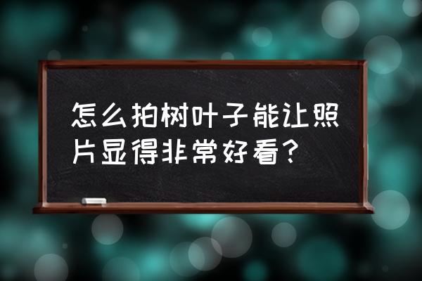 怎样用手机拍植物 怎么拍树叶子能让照片显得非常好看？