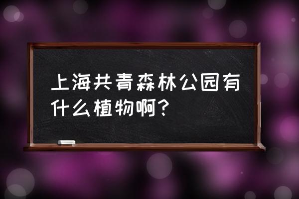 白皮松水杉银杏是我国特有植物吗 上海共青森林公园有什么植物啊？