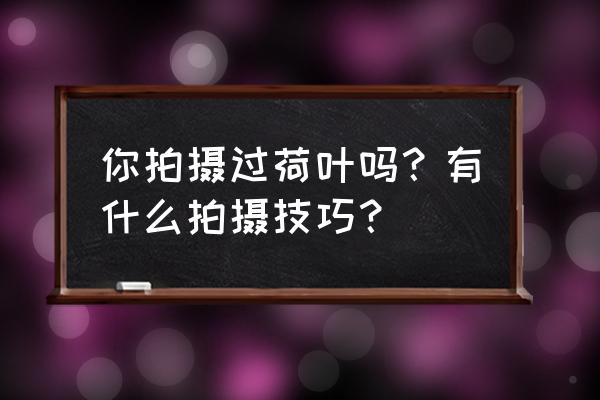 绘画教程简单初学者荷花 你拍摄过荷叶吗？有什么拍摄技巧？