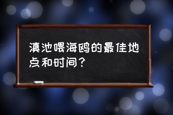 昆明滇池海鸥从哪里飞来的 滇池喂海鸥的最佳地点和时间？