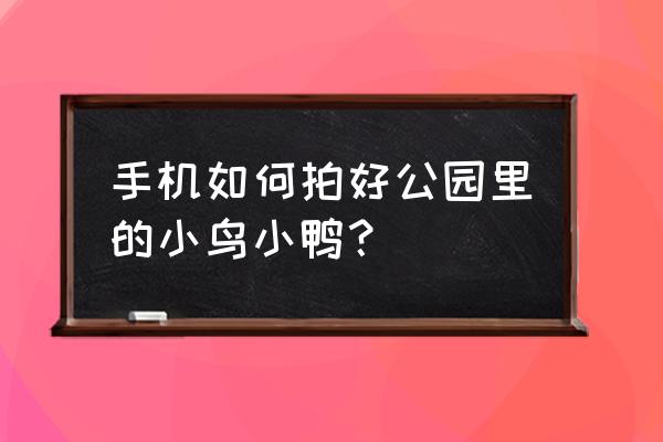 怎样用数码相机拍鸟 手机如何拍好公园里的小鸟小鸭？